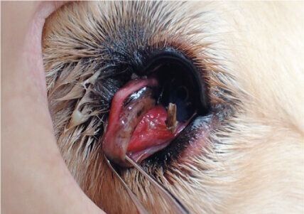 まぶたの内側に小枝が刺さっていたケース