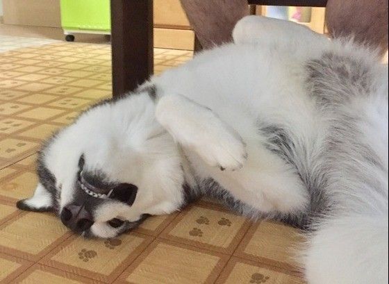 眠るシベリアン・ハスキー