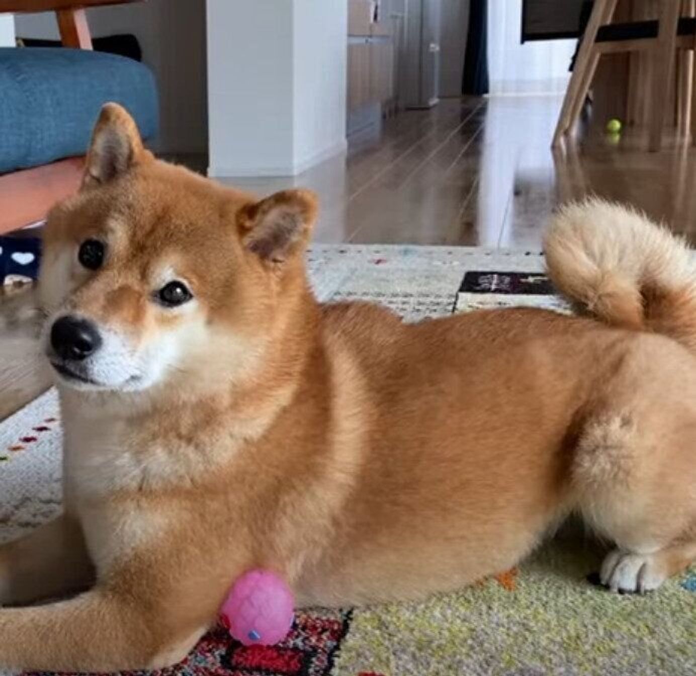 想像以上に落ち着く 里帰りする柴犬ズ 実家のワンコと相変わらずの距離感 いぬのきもちweb Magazine 想像以上に落ち着く 里帰りする柴犬ズ 実家のワンコと相変わらずの距離感 いぬのきもちweb Magazine