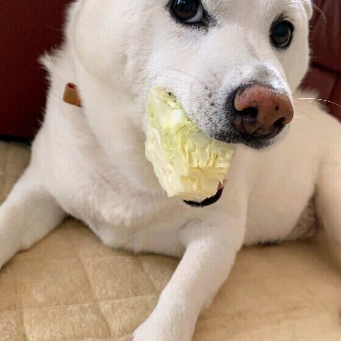 獣医師監修 犬にキャベツを与えても大丈夫 キャベツを食べるメリットと与え方を解説 いぬのきもちweb Magazine 獣医師監修 犬にキャベツを与えても大丈夫 キャベツを食べるメリットと与え方を解説 いぬのきもちweb Magazine