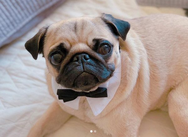 パグのぱぐぞうくん