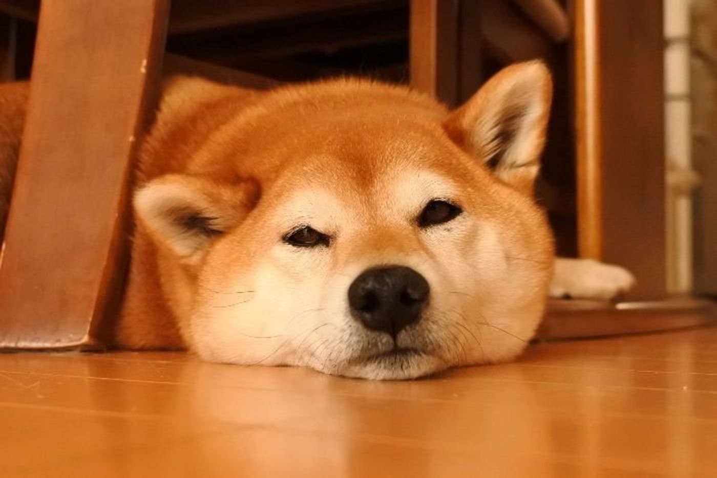 柴犬マロたん 柴犬の飼育放棄が増えていると言うニュースに思うこと いぬのきもちweb Magazine 柴犬マロたん 柴犬の飼育放棄が増えていると言うニュースに思うこと いぬのきもちweb Magazine