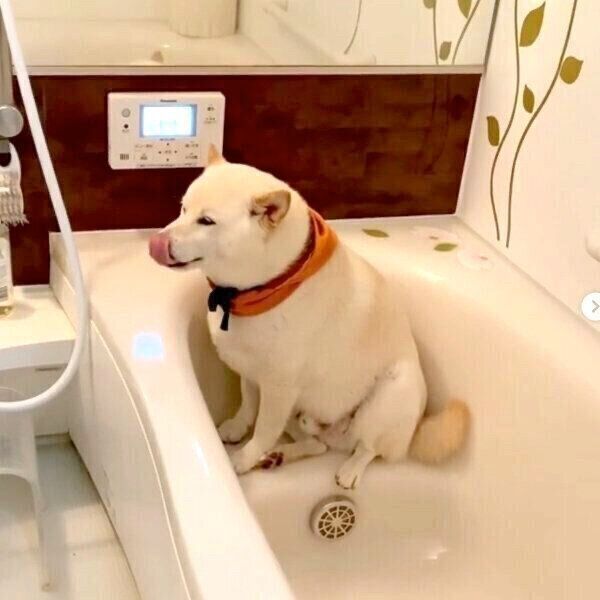 雷が怖くてお風呂場に避難したごん太くん