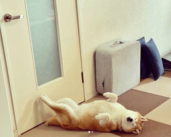 ドアの前でヘソ天するあずきちゃん