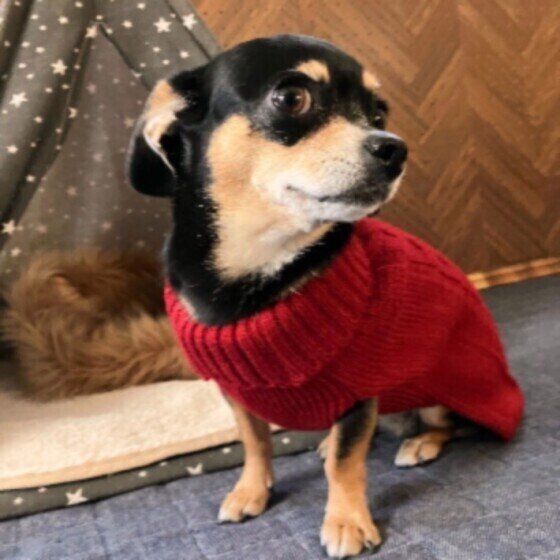 犬の体に負担をかけない洋服の着せ方・脱がせ方を獣医師に聞いた いぬのきもち