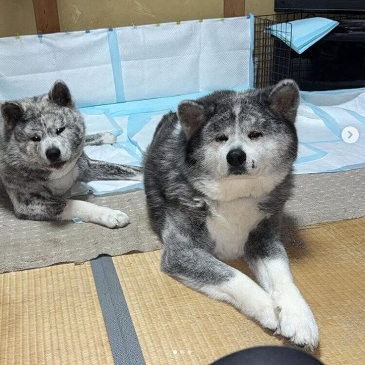 迎え入れから3カ月ほどたったころの紫遥ちゃんととらくん