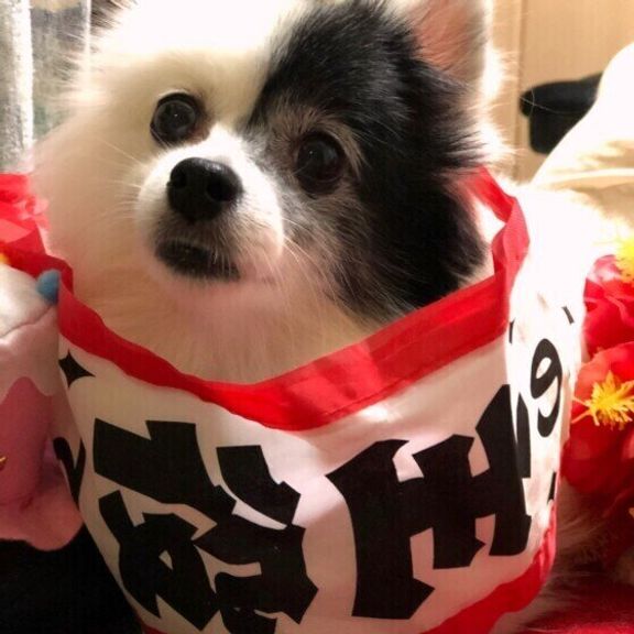 見つめるポメラニアン