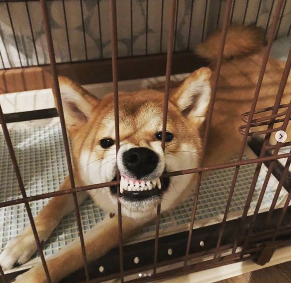 やさぐれる柴犬