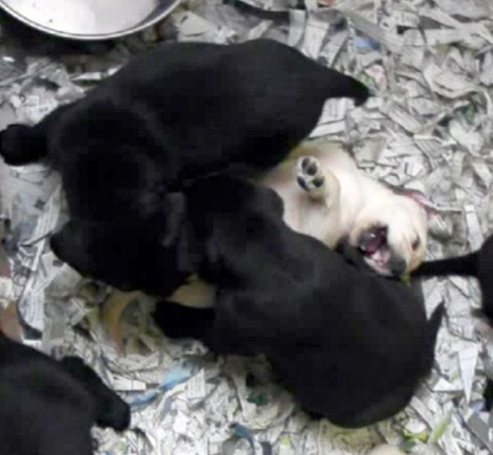 ↑兄弟犬との噛みつき遊びを通じて、他犬とのコミュニケーションの基礎を学ぶ