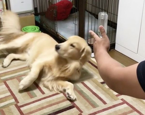 新技を覚えたゴールデン・レトリーバー