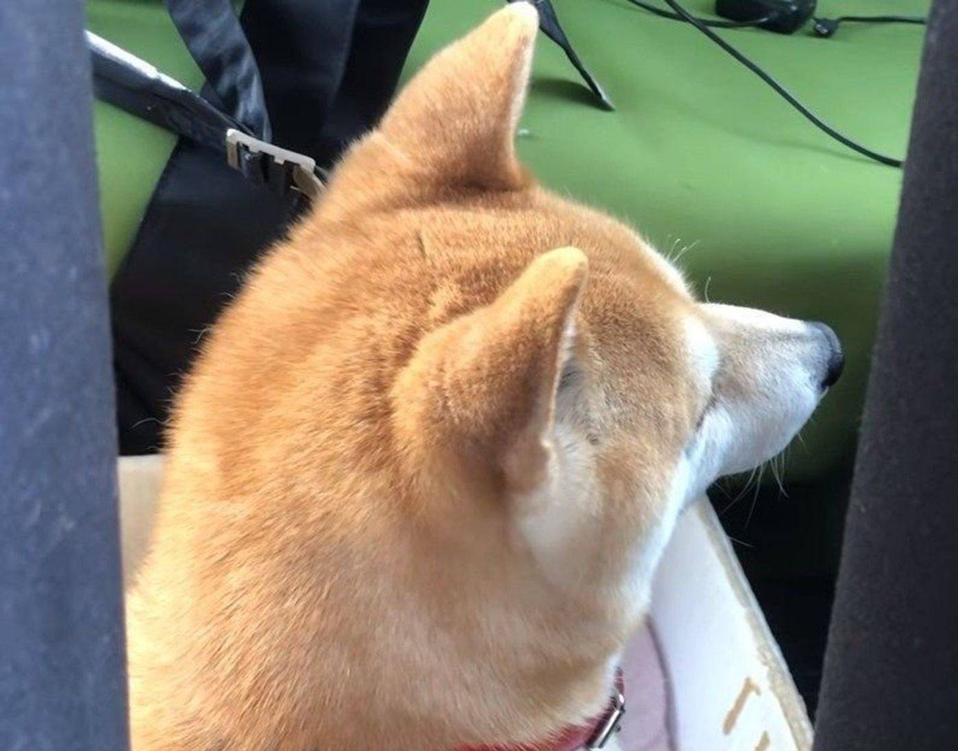 パパさんの声めっちゃ無視するやん 柴犬小春ちゃんの事情とは いぬのきもちweb Magazine パパさんの声めっちゃ無視するやん 柴犬小春ちゃんの事情とは いぬのきもちweb Magazine