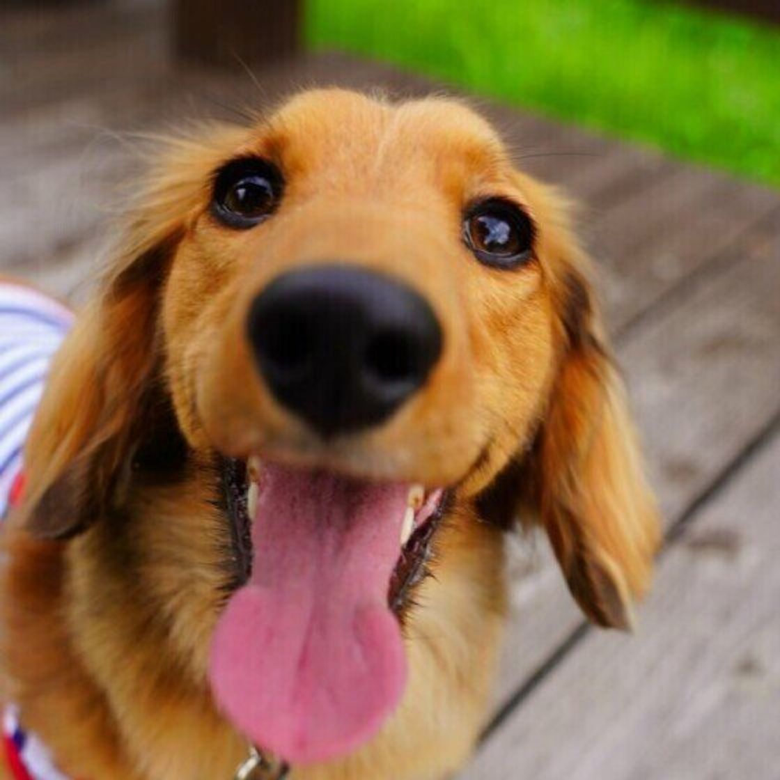 犬の好き 嫌いのワケ 好きな人と嫌いな人の傾向とは いぬのきもちweb Magazine 犬の好き 嫌いのワケ 好きな人と嫌いな人の傾向とは いぬのきもちweb Magazine