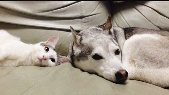 にゃんことわんこの仲良しショット