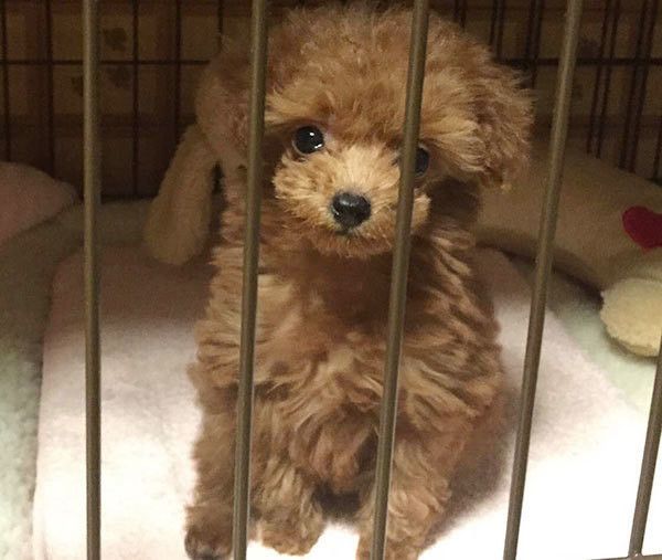 見つめるトイ・プードル