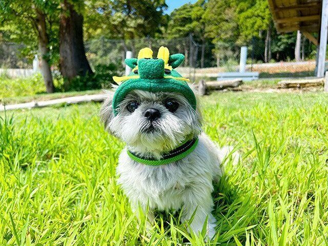 シーズー犬マンガてんぽshihtzu