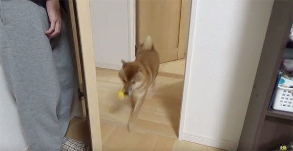 かくれんぼする柴犬