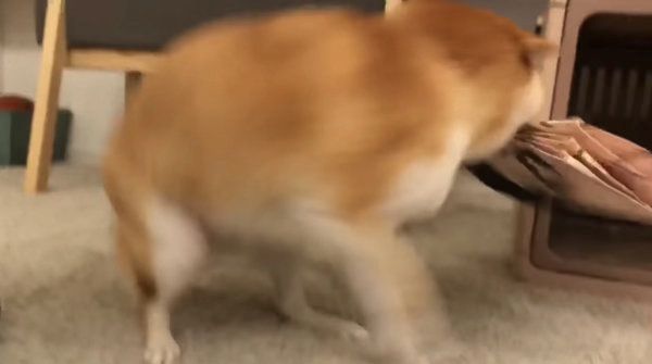飼い主さんの帰宅を歓迎する柴犬