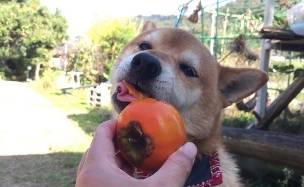 柿を盗む柴犬