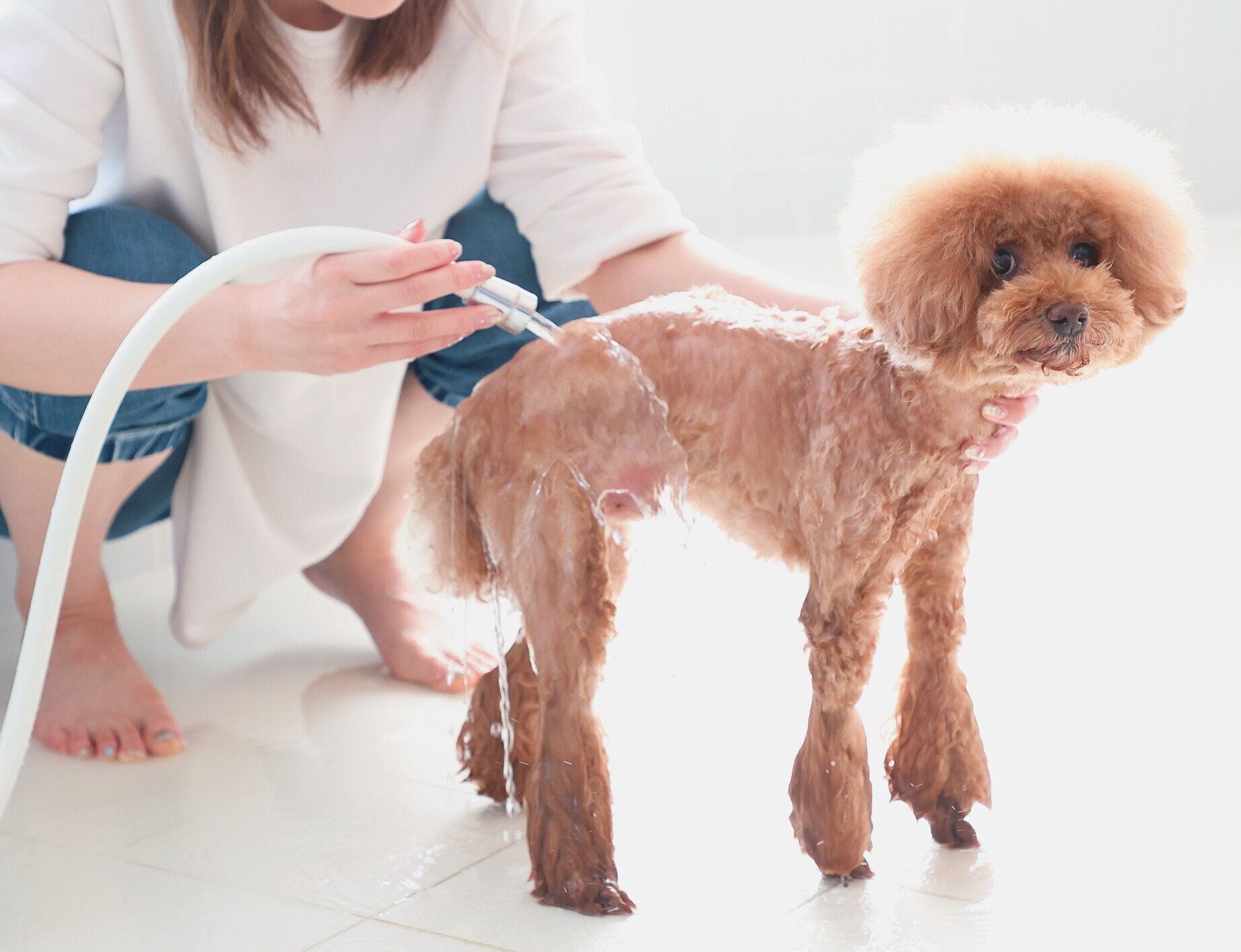 シャワー中のトイ・プードル