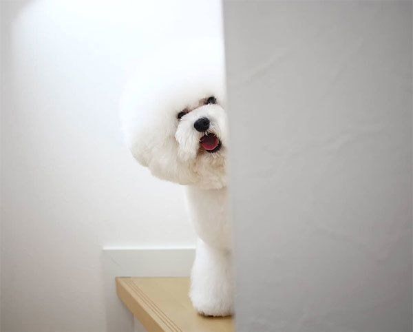 見つめるトイ・プードル