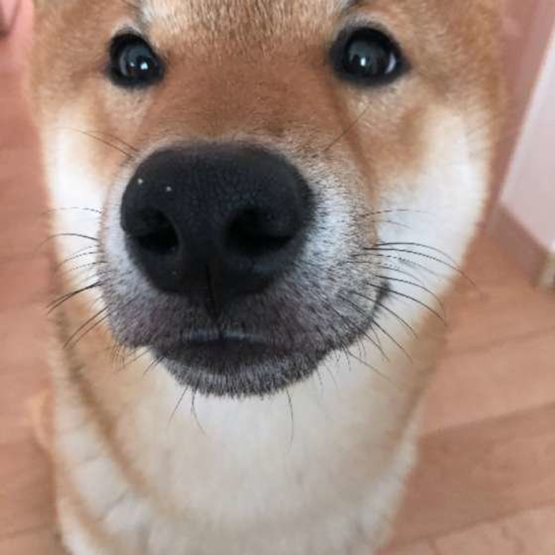 飼い主さんのことが大好き な犬が見せる2つの行動 いぬのきもちweb Magazine 飼い主さんのことが大好き な犬が見せる2つの行動 いぬのきもちweb Magazine