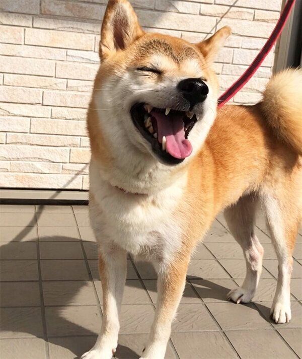 笑顔のももちゃん