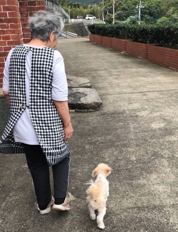 シー・ズーのぼたんちゃん