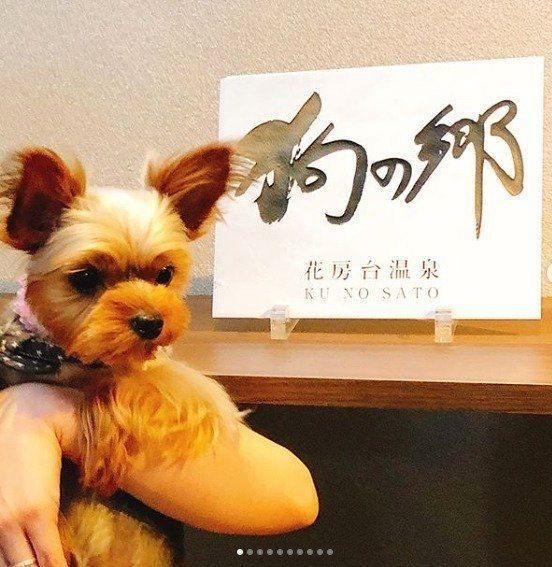 抱っこされているヨークシャーテリア