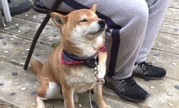 ナデナデを要求する柴犬