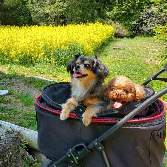 カートに乗っている2頭の小型犬