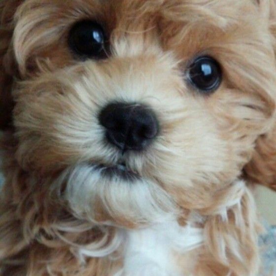 じっと見つめるつぶらな瞳の犬