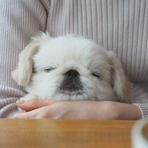 飼い主さんの腕の中でスヤスヤ眠るぬん坊くん