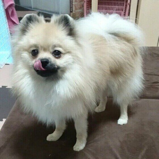 舌を出すポメラニアン