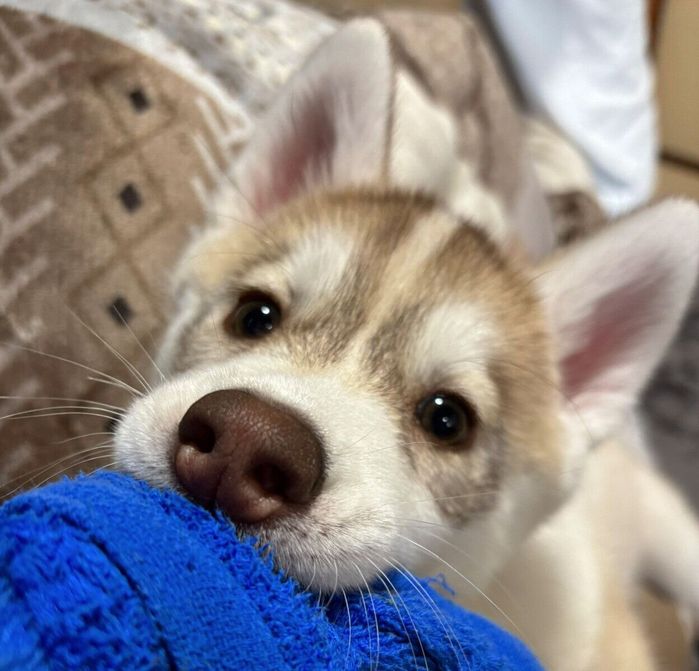 おもちゃを引っ張って遊ぶきなこちゃん