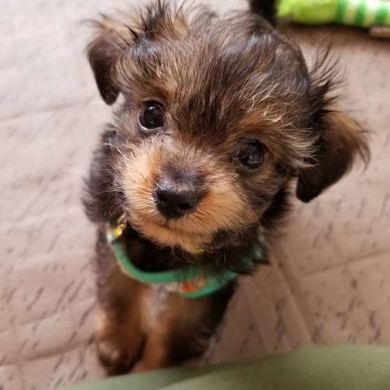 カメラ目線で可愛いわんこ