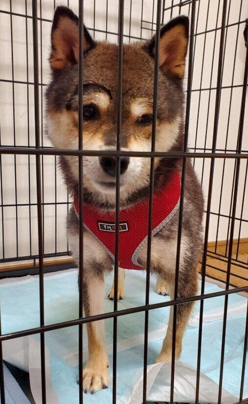 トライアルで飼い主のうちに来たばかりの柴犬