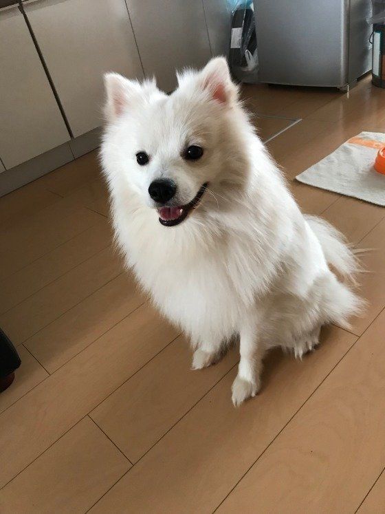 ポメラニアン