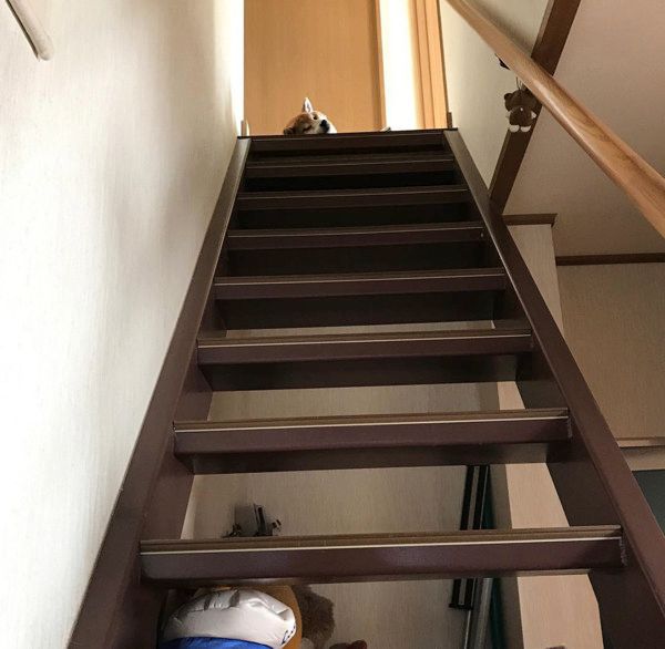 飼い主さんを見送る気ゼロな柴犬