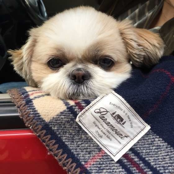 眠そうなシー・ズー