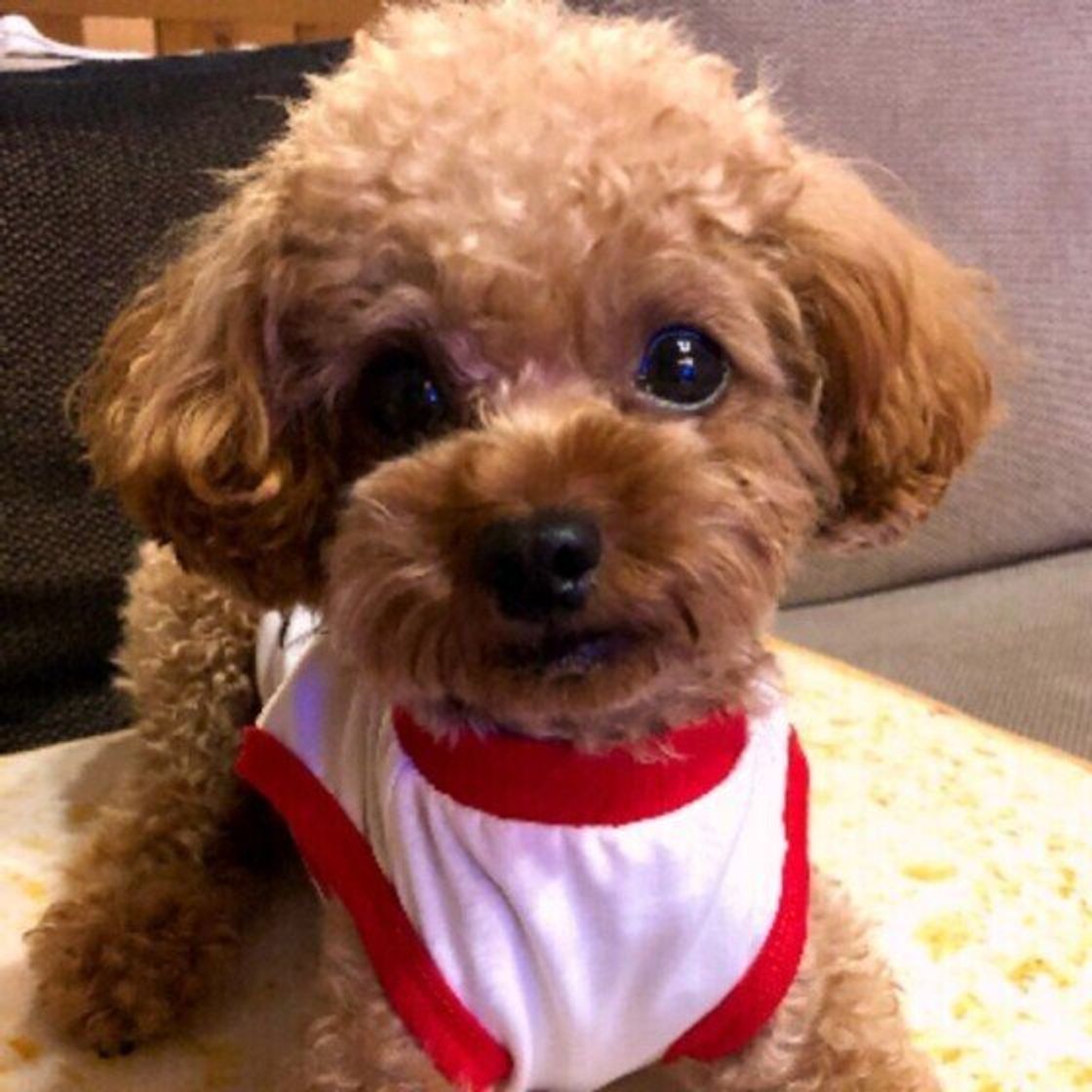 獣医師監修 犬にアボカドはng 食べてしまったときの症状と対処方法 いぬのきもちweb Magazine 獣医師監修 犬にアボカドはng 食べてしまったときの症状と対処方法 いぬのきもちweb Magazine