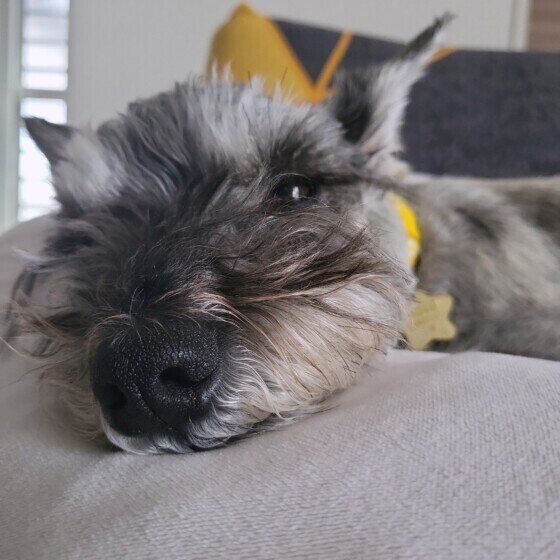 ミックスのチョコちゃん