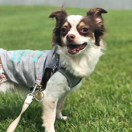 見つめるチワワ