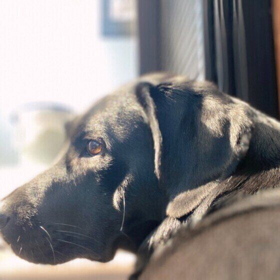 ラブラドール・レトリーバー