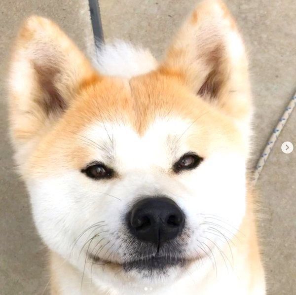 表情豊かな秋田犬