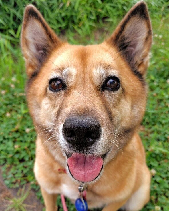 笑顔を見せる様子の犬