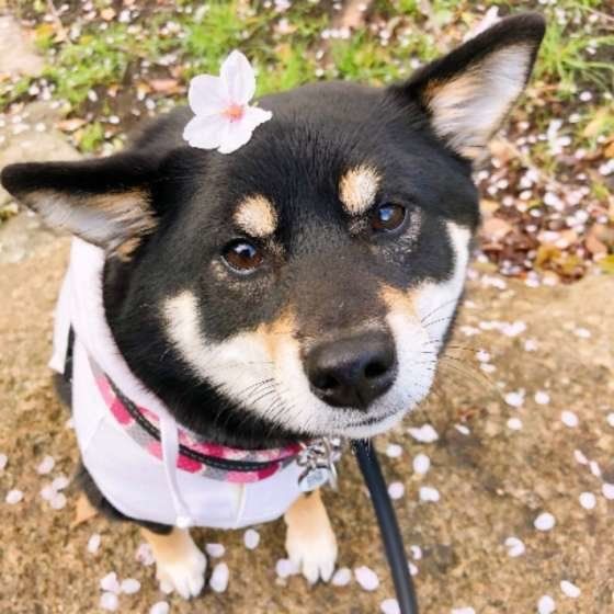 柴のラガーちゃん