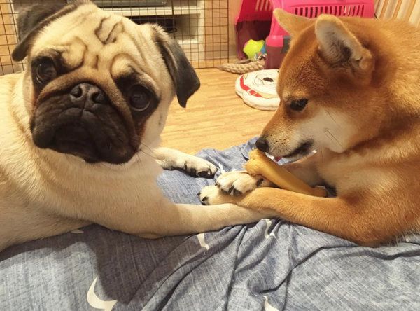 柴犬に手を踏まれるパグ