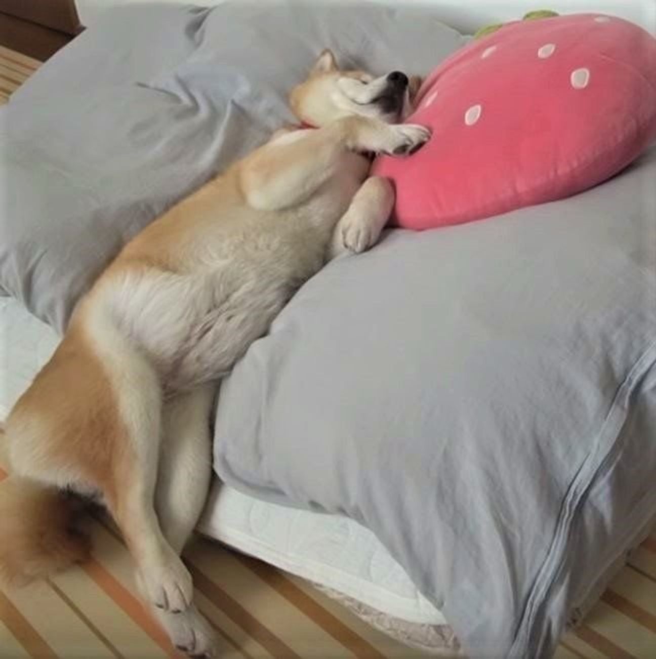 不思議な姿勢で昼寝する柴犬 顔をかくしぐさが猫みたい いぬのきもちweb Magazine 不思議な姿勢で昼寝する柴犬 顔をかくしぐさが猫みたい いぬのきもちweb Magazine