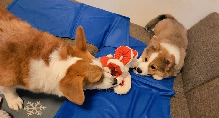 おもちゃで遊ぶマオくん、先住犬・ルイくん