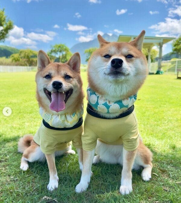 ドッグランで遊ぶはなちゃん、まるちゃん
